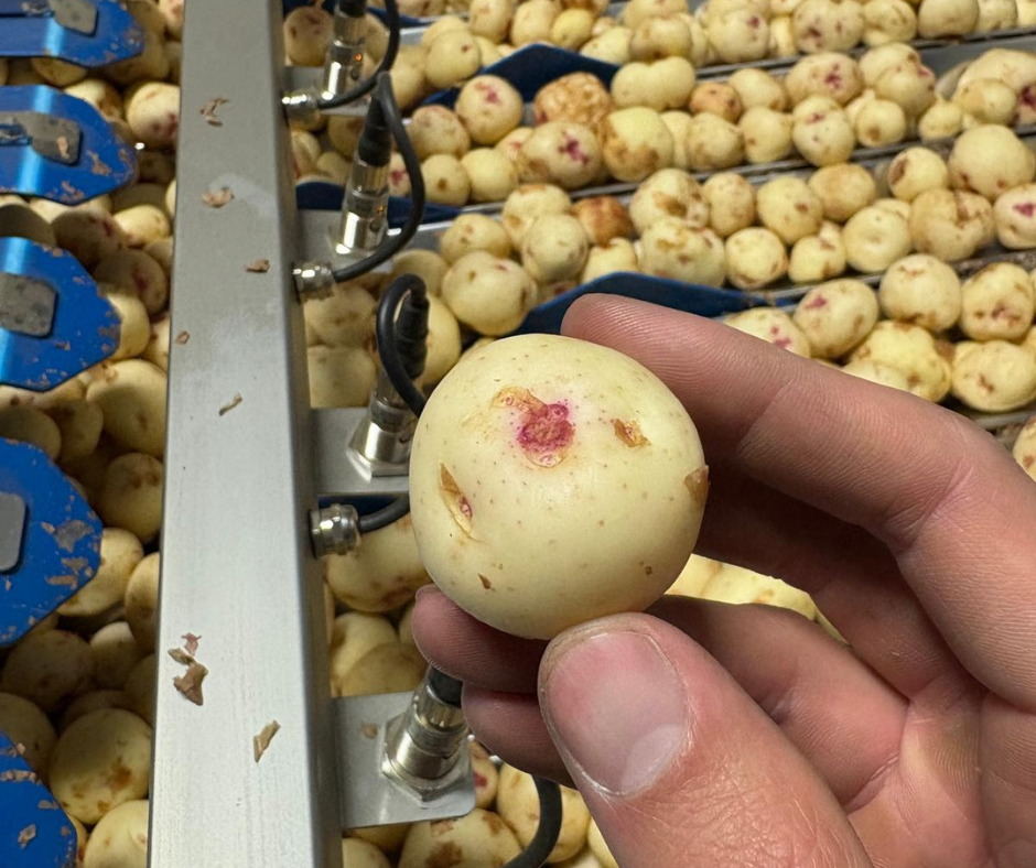 Warba potato 