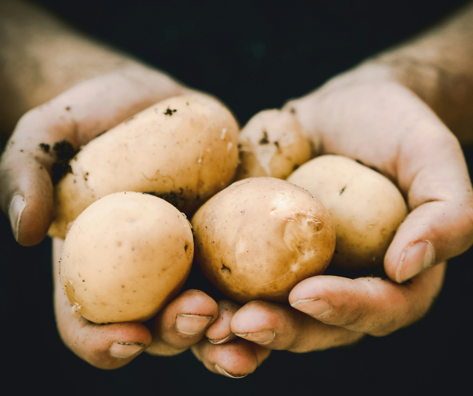 Potatoes in hands