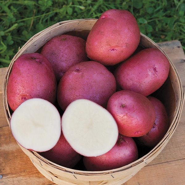 Chieftain Potato