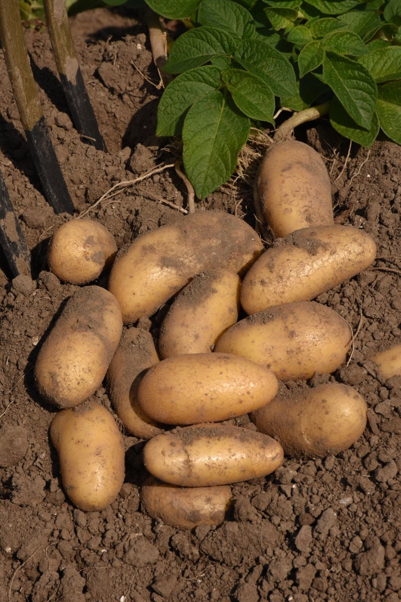 Fingerling Potatoes Grown in soil