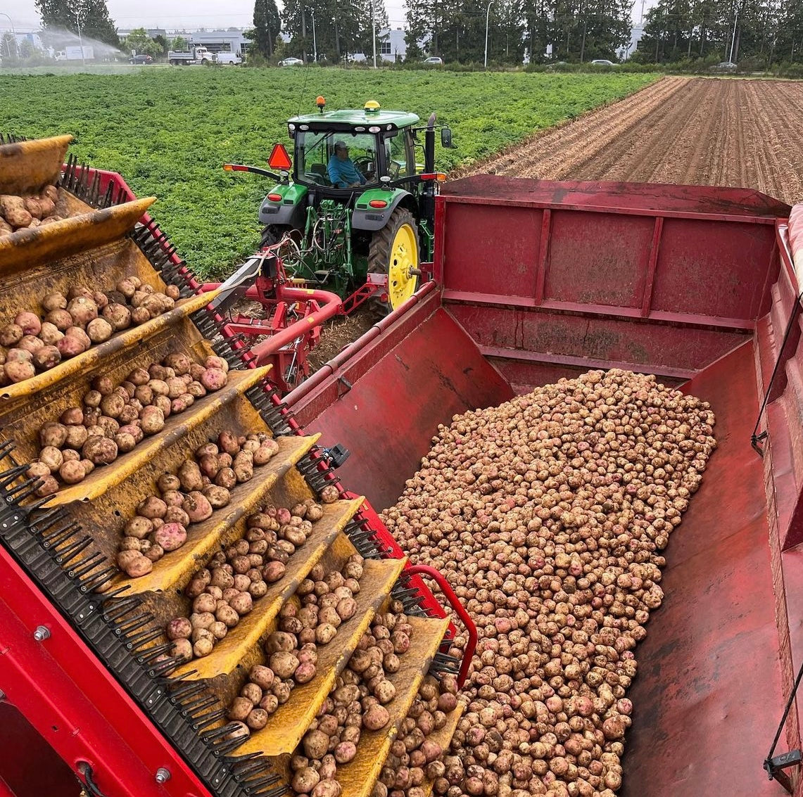 Heppell's Tractor harvesting potatoes.