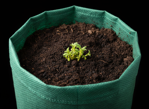 Green Grow Bag with Potato Sprouting