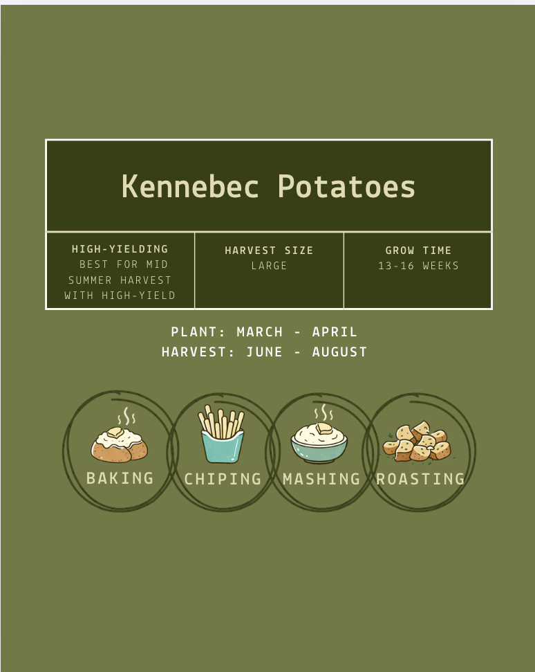 Kennebec Seed Potatoes
