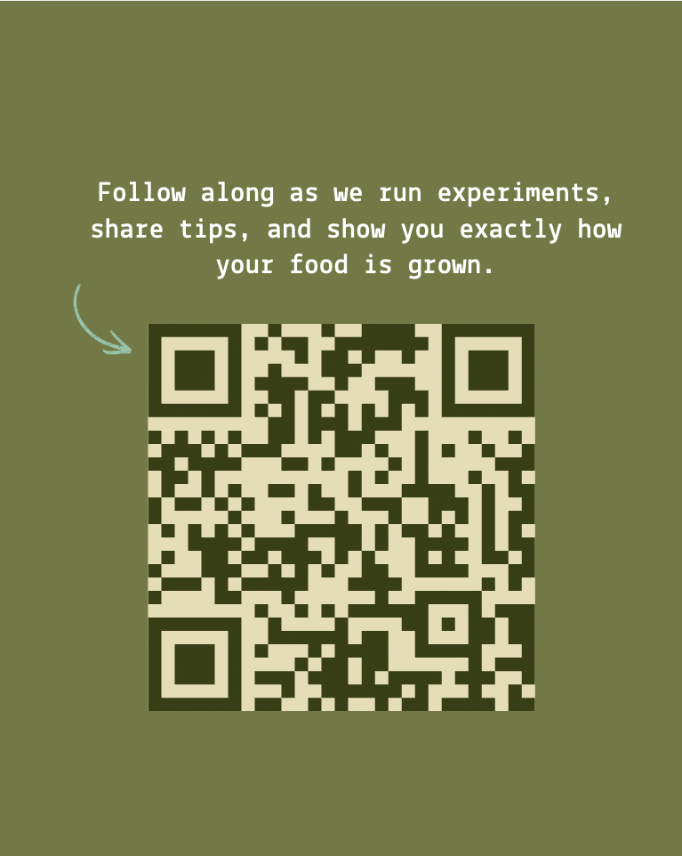 Kennebec Seed Potatoes