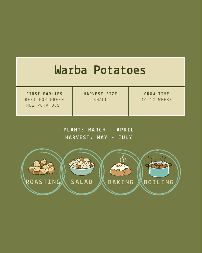 Warba Seed Potatoes