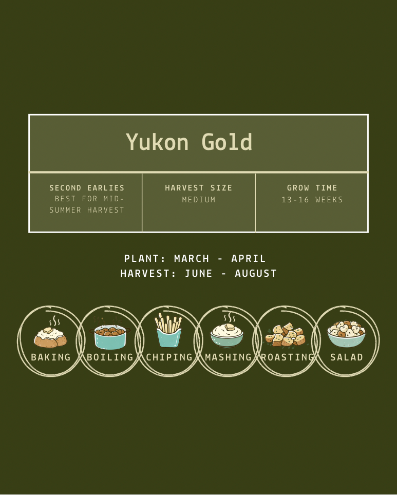 Yukon Gold Seed Potatoes