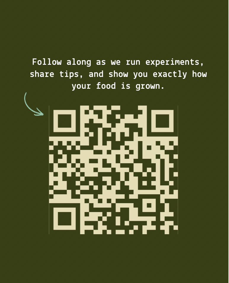 Yukon Gold Seed Potatoes