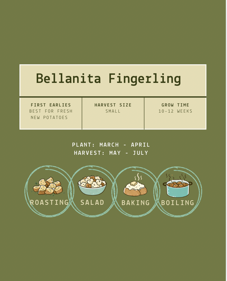 Bellanita Fingerling Seed Potatoes