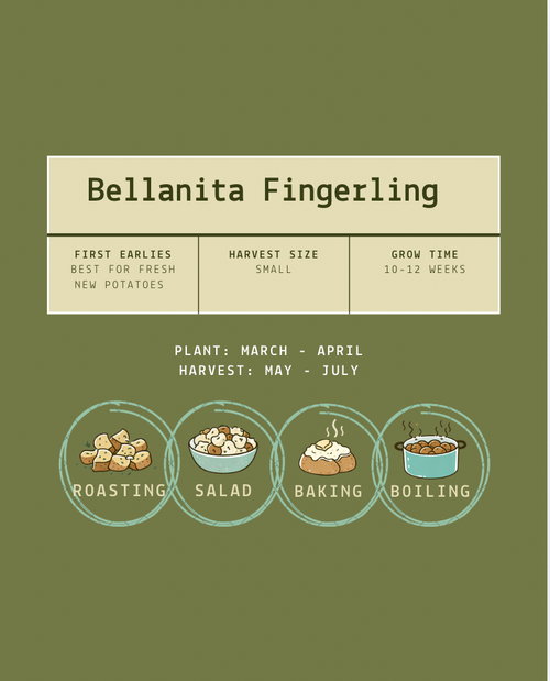 Bellanita Fingerling Seed Potatoes