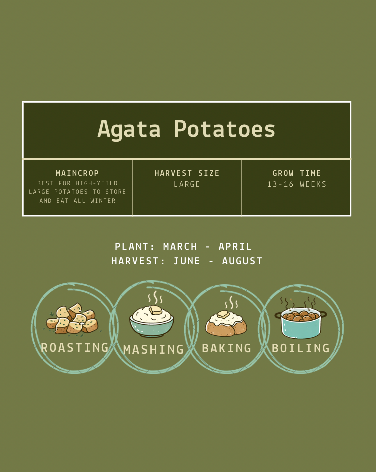 time to plant seed potatoes Agata Seed Potatoes – Heppell's Seed Co