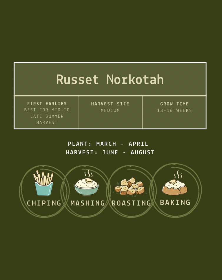 Russet (Norkotah) Seed Potatoes