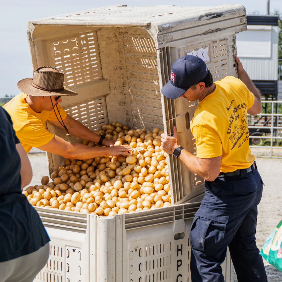 Ugly Potato Day volunteers filling potato crates