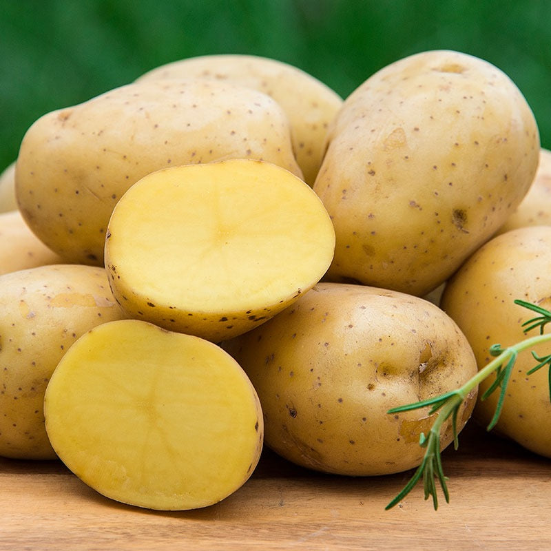 Yukon Gold Potato 